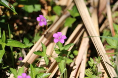 Geranium nepalense thunbergii