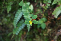 Hypericum taihezanense