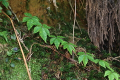 Tetrastigma obtectum glabrum