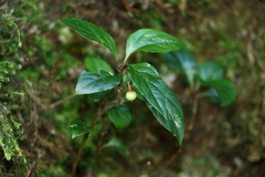 Lysimachia ardisioides