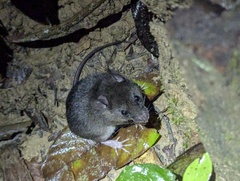 Western Amazonian Oryzomys photo 4