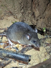 Western Amazonian Oryzomys photo 2