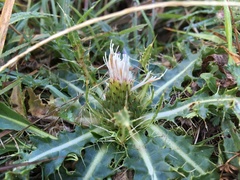 Cirsium rhizocephalum