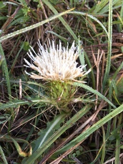 Cirsium rhizocephalum