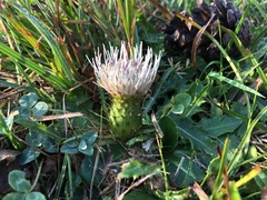 Cirsium rhizocephalum