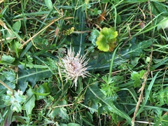 Cirsium rhizocephalum
