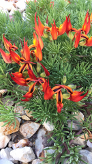 Lotus berthelotii