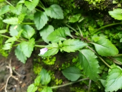 Torenia crustacea