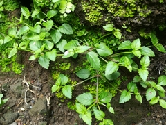 Torenia crustacea