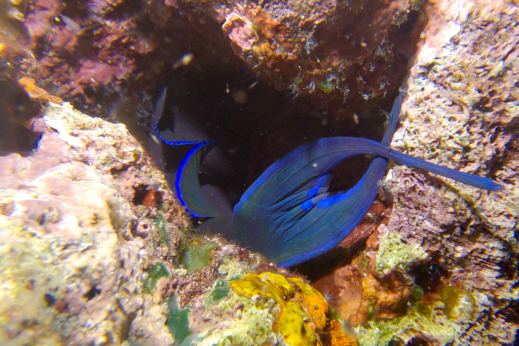 Red-toothed triggerfish