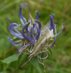 Catoptria petrificella