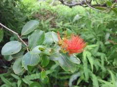 Metrosideros collina