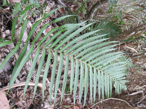 Dryopteris observed 2013-08-27
