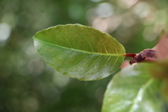 Hydrangea integrifolia