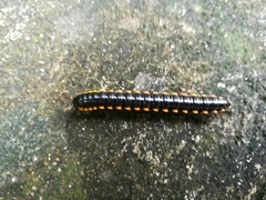 Asiomorpha coarctata