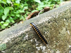 Asiomorpha coarctata