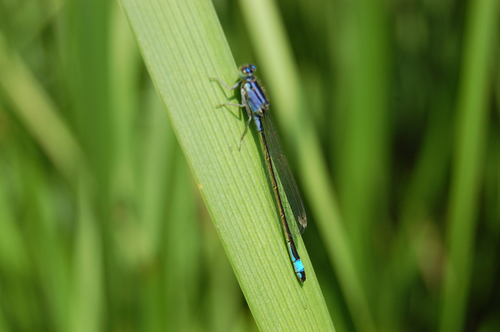 Blue-tailed Damselfly