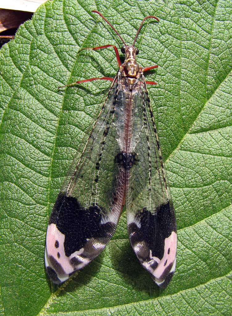 Antlions, Owlflies, and Allies