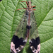 Myrmeleontoidea - Photo (c) Sean McCann, some rights reserved (CC BY-NC-SA)