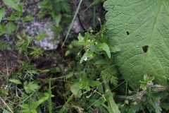 Veronica peduncularis