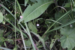 Veronica peduncularis