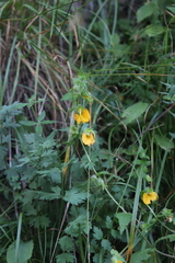 Rhynchocorys orientalis