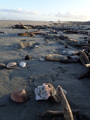 Notomegabalanus decorus