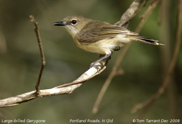 Large-Billed Gerygone