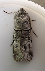 Sympistis chionanthi