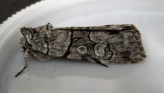 Sympistis chionanthi