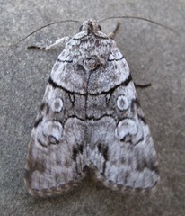 Sympistis chionanthi