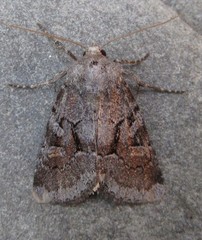 Oligia minuscula