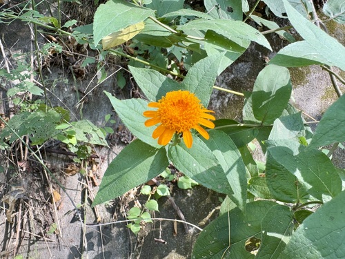 Lasianthaea macrocephala, photograph 5