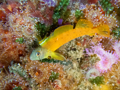 Notoclinops yaldwyni