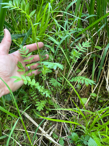 Royal Jacob's-ladder (Polemonium carneum)