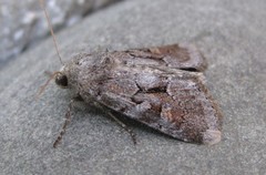 Oligia minuscula