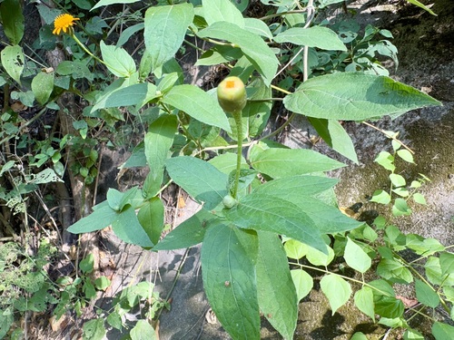 Lasianthaea macrocephala, photograph 3