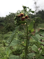 Crassocephalum crepidioides