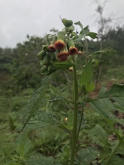 Crassocephalum crepidioides