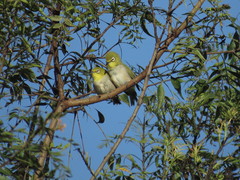 Zosterops simplex simplex