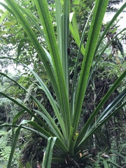 Pandanaceae