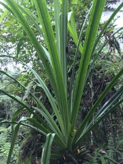 Pandanaceae