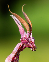 Mediterranean Conehead Mantis