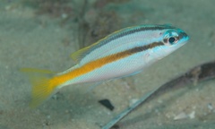 Scolopsis monogramma