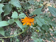 Lasianthaea macrocephala, photograph author not stated, no rights reserved