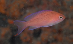 Pseudanthias rubrizonatus