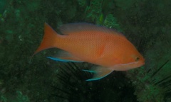 Pseudanthias rubrizonatus