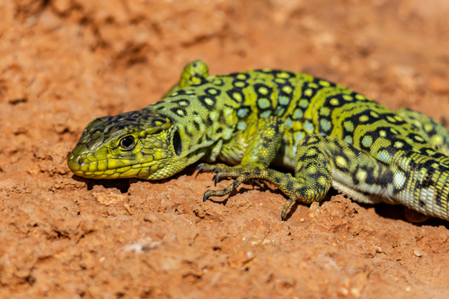 Avistamiento Lagarto ocelado (fardacho)