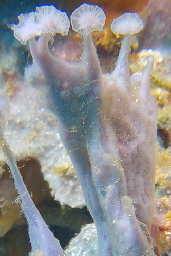 Gelliodes gracilis