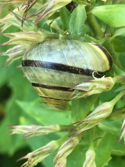 Cepaea nemoralis